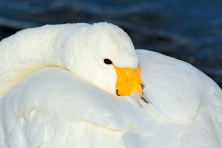 Whooper Swan, Cygnus cygnus, detail bill portrait of bird with black and yellow beak, Hokkaido, Japan. White bird, sea water in the background.の写真素材