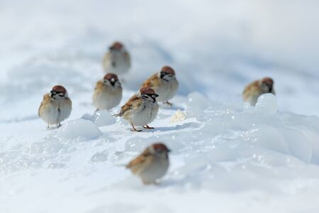 Group of birds on the ice. Cold winter with animals. Songbird Tree Sparrow, Passer montanus, sitting on ice with snow, during winter. Wildlife scene from nature.の写真素材