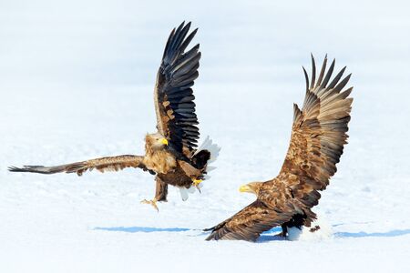 Winter scene with two birds of prey. Flying White-tailed eagle, Haliaeetus albicilla, Hokkaido, Japan. Action wildlife scene with ice. Two eagles fighting about fish.の写真素材