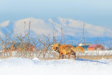 Red fox, Vulpes vulpes, crossing the road. Wildlife animal scene from nature. Urban wildlife with town and animal. Orange fox in winter, Japan.の写真素材