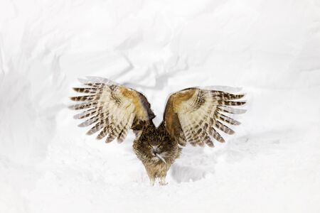 Blakiston's fish owl, Bubo blakistoni, largest living species of fish eagle owl. Bird hunting in cold water. Wildlife scene from winter Hokkaido, Japan. River bird with open wings in snow.の写真素材