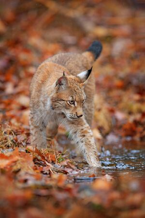 Lynx in the orange autumn forest. Walking Eurasian wild cat in the water. Lynx in the nature habitat, Czech, Europe. Wildlife behaviour scene from fall nature.の写真素材