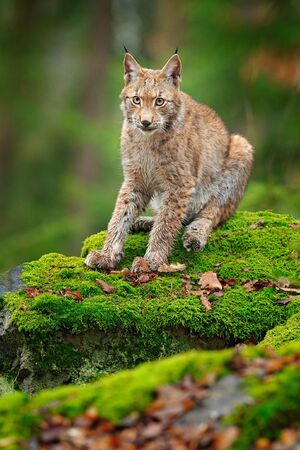 Lynx in the forest. Sitting Eurasian wild cat on green mossy stone, green in background. Wild cat in ther nature habitat, Czech, Europe.の写真素材