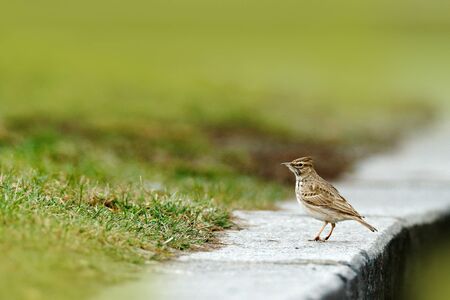 Crested Lark, Galerida cristata, in the grass on the meadow. Bird in the nature habitat, Czech Republic. Samll grey brown bird with crest. Wildlife scene from European nature.の写真素材