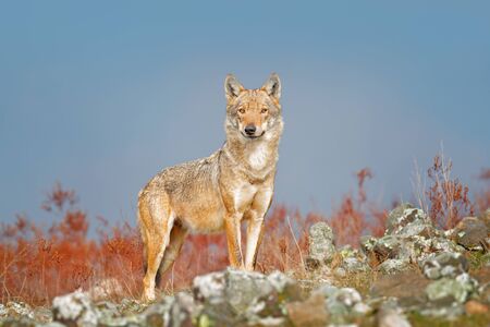 Wild Wolf, Canis lupus, in the nature habitat. Beautiful animal in stone hill, face contact in the rock, Rhodopes mountain Bulgaria. Wildlife scene from nature. Portrait of predator, beautiful wolf.の写真素材