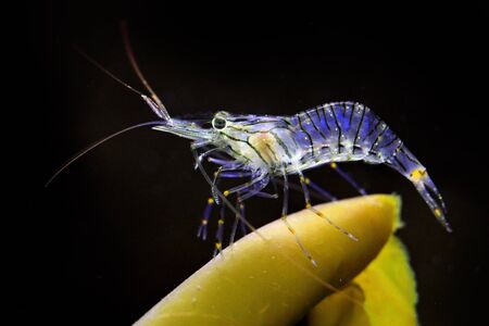 Shrimp caridina conghuensis, marine life near the China in the ocean. Sea animal in the nature habitat. Blue shrimp in dark sea water on the green vegetation. Beautiful marine wildlife.の写真素材