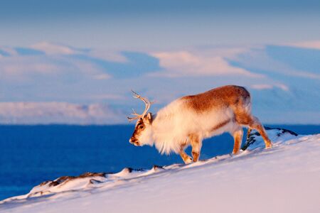 Wild Reindeer in snow, Svalbard, Norway. Deer on rocky mountain in Svalbard. Wildlife scene from nature. Animal above the sea. Arctic ocean, winter condition.の写真素材