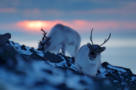 Winter landscape with reindeer. Wild Reindeer, Rangifer tarandus, with massive antlers in snow,...