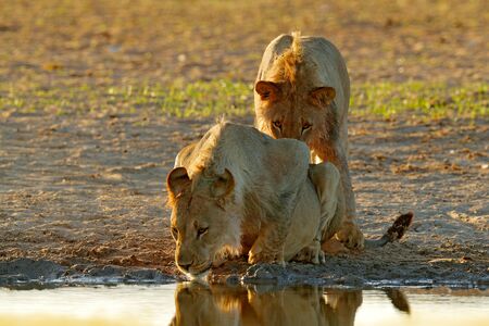Lions drinking water. Portrait of pair of African lions, Panthera leo, detail of big animals, Kruger National Park South Africa. Cats in nature habitat. Greeting of male and female.の写真素材