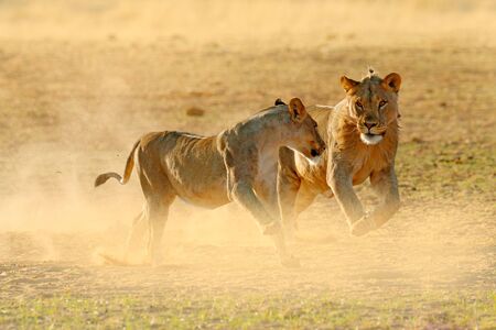 Lions fight in the sand. Lion with open muzzle. Pair of African lions, Panthera leo, detail of big...