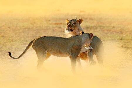 Lions fight in the sand. Lion with open muzzle. Pair of African lions, Panthera leo, detail of big animals, Etosha NP, Namibia in Africa. Cats in nature habitat. Animal behaviour in Namibia.の写真素材