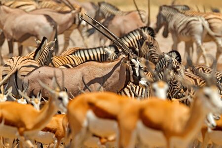 Herds of animals near the water hole, Etocha NP, Namibia, Africa. Sunny hot day in dry season in...