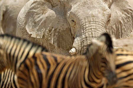 Detail of wrinkled elephant skin. Detail of big elephant with clay mud. Wildlife scene from nature. Art view on nature. Eye close-up portrait of big mammal, Etosha NP, Namibia in Africa, with zebra.の写真素材