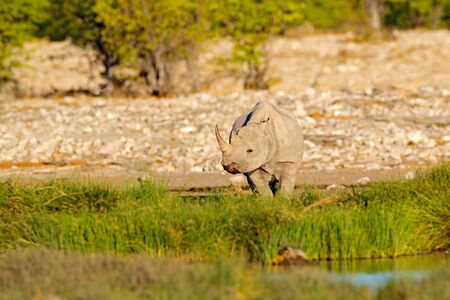 Black rhinoceros or hook-lipped rhinoceros, Diceros bicornis, in the nature habitat, Africa, face portrait of big animal.  Rhino near the water hole with green vegetation, Etocha NP, Namibia, Africa.の写真素材