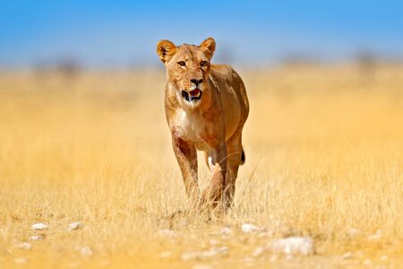 African lion walking in the grass, with beautiful evening light. Wildlife scene from nature. Animal in the habitat. Safari in Africa. Big angry female lion in Etosha NP, Namibia.の写真素材
