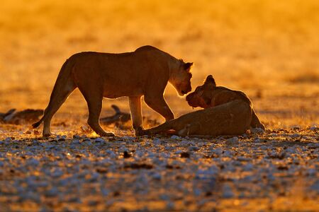 Evening orange sunset in Africa. Lions, portrait of pair of African lions, Panthera leo, detail of big animals, Etocha NP, Namibia in south Africa. Cats in nature habitat. Greeting of male and female.の写真素材