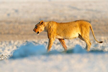 Big angry female lion in Etosha NP, Namibia. African lion walking in the grass, with beautiful evening light. Wildlife scene from nature. Animal in the habitat. Safari in Africa.の写真素材