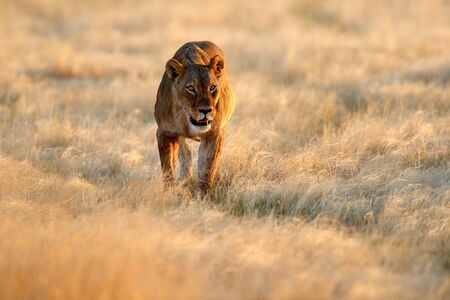 Big angry female lion in Etosha NP, Namibia. African lion walking in the grass, with beautiful evening light. Wildlife scene from nature. Animal in the habitat. Safari in Africa.の写真素材