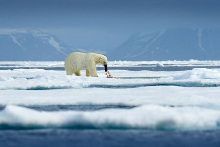 Dangerous bear sitting on the ice, beautiful blue sky. Polar bear on drift ice edge with snow and water in Norway sea. White animal in the nature habitat, Europe. Wildlife scene from nature.の写真素材
