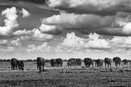 Black and white art photo. African safari. Herds elephant in the sand desert. Wildlife scene from nature, elephant in habitat, Etocha NP, Namibia, Africa. Green wet season, storm dark sky.の写真素材
