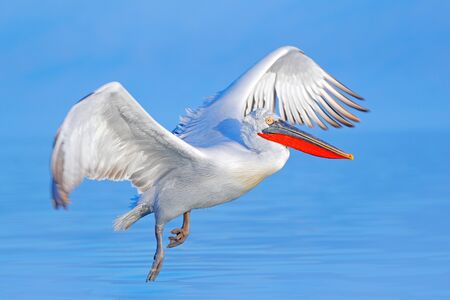 Bird fly. Dalmatian pelican, Pelecanus crispus, landing in Lake Kerkini, Greece. Pelican with open wings. Wildlife scene from European nature. Bird landing to the blue lake water.の写真素材