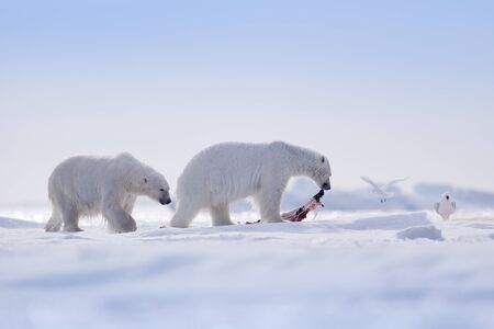 Two polar bears with killed seal. White bear feeding on drift ice with snow, Svalbard, Norway. Bloody nature with big animals. Dangerous animal with carcass of seal. Arctic wildlife, animal feeding behaviour.の写真素材
