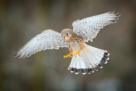 Common Kestrel, Falco tinnunculus, little flying bird of prey, Germany. Bird on the stone wall. Wildlife scene from European nature. Bird in fly. Wildlife scene from nature.の写真素材