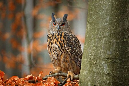 Eurasian Eagle Owl, Bubo Bubo, sitting on the tree branch, wildlife photo in the forest with orange autumn colours, Slovakia. Bird in the forest.の写真素材