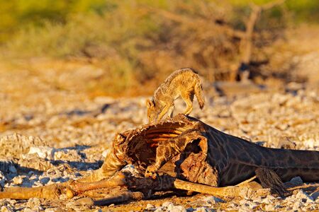 Giraffe carcass with feeding jackals, animal behaviour in Etosha NP, Namibia in Africa. Wildlife scene from nature. Jackal in the habitat, evening sunset light. Animals with food, giraffe kill.の写真素材
