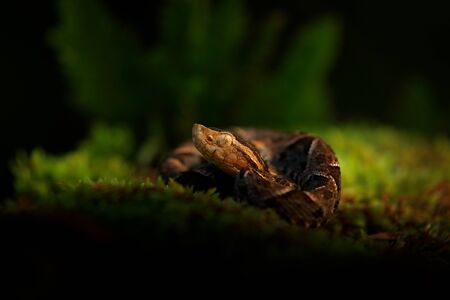 Common Lancehead, Bothrops atrox, in tropical forest. Poison animal in the dark jungle. Detail of rare snake from  Costa Rica. Poison snake Fer-de-lance in nature habitat.の写真素材