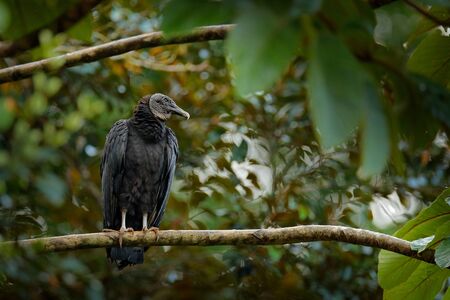 Vulture sitting on the tree in Costa Rica tropic forest. Ugly black bird Black Vulture, Coragyps atratus, bird in the habitat. Wildlife scene from nature.の写真素材