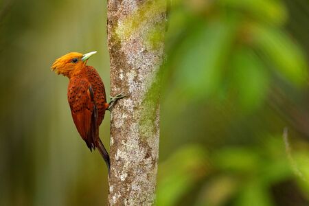 Chestnut-coloured Woodpecker, Celeus castaneus, brawn bird with red face from Costa Rica. Woodpecker with yellow crest and red face, sitting on the tree. Wildlife scene from nature.の写真素材