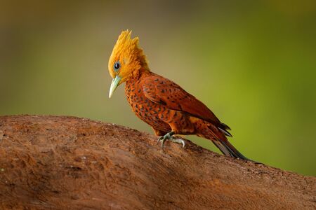 Chestnut-coloured Woodpecker, Celeus castaneus, brawn bird with red face from Costa Rica. Woodpecker with yellow crest and red face, sitting on the tree. Wildlife scene from nature.の写真素材