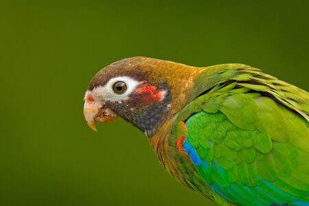 Detail of parrot head. Brown-hooded Parrot, Pionopsitta haematotis, portrait of light green parrot with brown head. Detail close-up portrait of bird from Central America. Wildlife scene from tropical nature.の写真素材