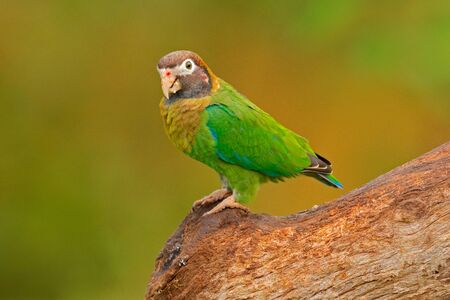 Detail of parrot head. Brown-hooded Parrot, Pionopsitta haematotis, portrait of light green parrot with brown head. Detail close-up portrait of bird from Central America. Wildlife scene from tropical nature.の写真素材