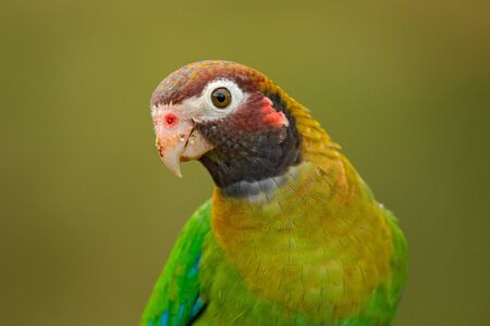 Detail of parrot head. Brown-hooded Parrot, Pionopsitta haematotis, portrait of light green parrot with brown head. Detail close-up portrait of bird from Central America. Wildlife scene from tropical nature.の写真素材