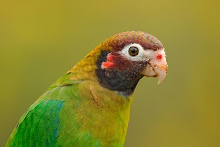 Detail of parrot head. Brown-hooded Parrot, Pionopsitta haematotis, portrait of light green parrot with brown head. Detail close-up portrait of bird from Central America. Wildlife scene from tropical nature.の写真素材