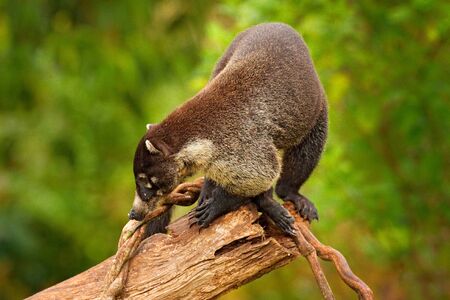 White-nosed Coati, Nasua narica, on the tree in National Park Manuel Antonio, Costa Rica. Animal in the forest with long tail. Mammal in the nature habitat. Animal from tropical Costa Rica.の写真素材