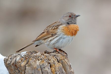 Robin accentor, Prunella rubeculoides, bird sitting on tree trunk in the winter mountain. Robin in the stone habitat, Ladakh, Hemis NP, India. Birds in the Himalayas rocky mountainの写真素材