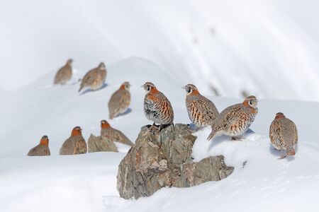 Tibetan Partridge, Perdix hodgsoniae, flock of birds sitting in the snow in the winter mountain. Partridge in the stone habitat, Ladakh, Hemis NP, India. Birds in the Himalayas rocky mountain with sunの写真素材