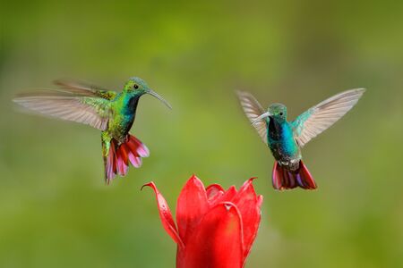 Two hummingbirds Green-breasted Mango in the flight with light green and orange background, Rancho Naturalista, Costa Rica. Wildlife scene from nature. Animal behaviour in the tropic forest.の写真素材