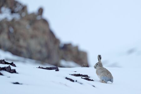Woolly hare, Lepus oiostolus, in the nature habitat, winter condition with snow. Woolly hare from Hemis NP, Ladakh, India. Animal in the Himalayas mountain, siting on the stone rock. の写真素材