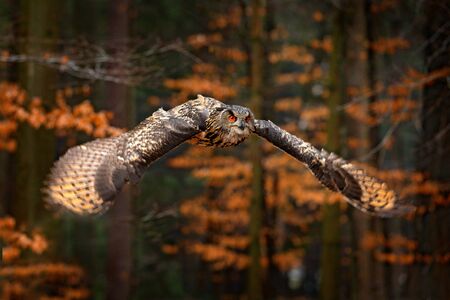 Eurasian Eagle Owl, Bubo bubo, with open wings in flight, forest habitat in background, orange autumn trees. Wildlife scene from nature forest, Russia. Bird in fly, owl behaviour.の写真素材