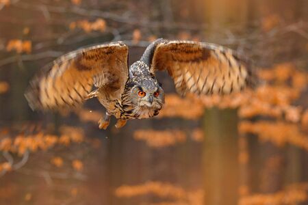 Eurasian Eagle Owl, Bubo bubo, with open wings in flight, forest habitat in background, orange autumn trees. Wildlife scene from nature forest, Russia. Bird in fly, owl behaviour.の写真素材