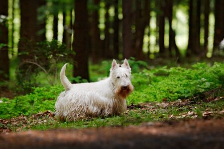 Cute dog lost in the dark forest. White Scottish terrier, sitting on gravel road with green leaves during spring, tree forest in background. Home animal pet in the wild nature, Czech, Europe.の写真素材