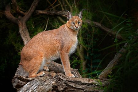Caracal, African lynx, on the tree vegetation. Beautiful wild cat in nature habitat, Botswana, South Africa.Wildlife scene from nature.  Animal face to face walking on gravel road, Felis caracal.の写真素材