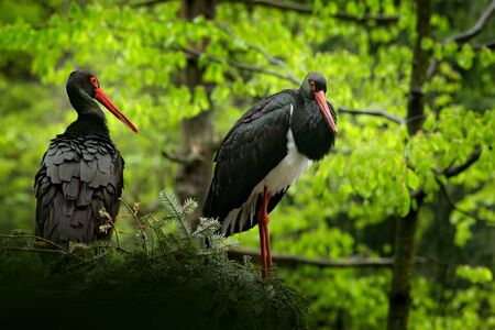 Detail of black stork. Wildlife scene from nature. Bird Black Stork with red bill, Ciconia nigra,...