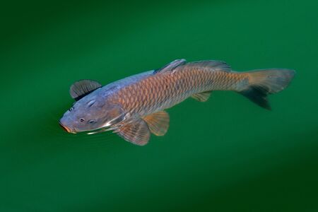 European  common carp, Cyprinus carpio, widespread freshwater fish in the green blue water. Carp in the habitat, pond lake in Swiss. Two fish near the water surface. Wildlife scene from nature.の写真素材