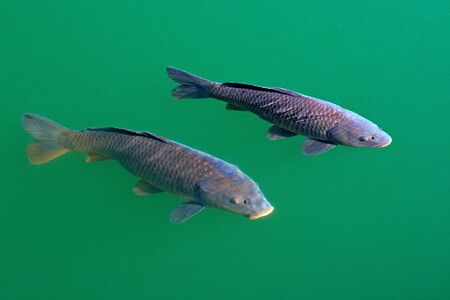European  common carp, Cyprinus carpio, widespread freshwater fish in the green blue water. Carp in the habitat, pond lake in Swiss. Two fish near the water surface. Wildlife scene from nature.の写真素材