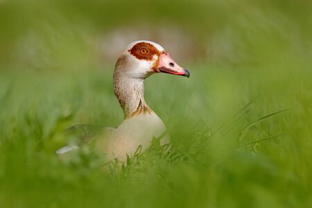 Egyptian goose, Alopochen aegyptiaca, African bird with red bill sitting in green grass. Animal...